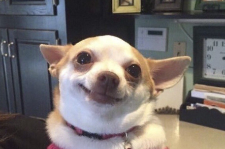 Что он знал о собаках?