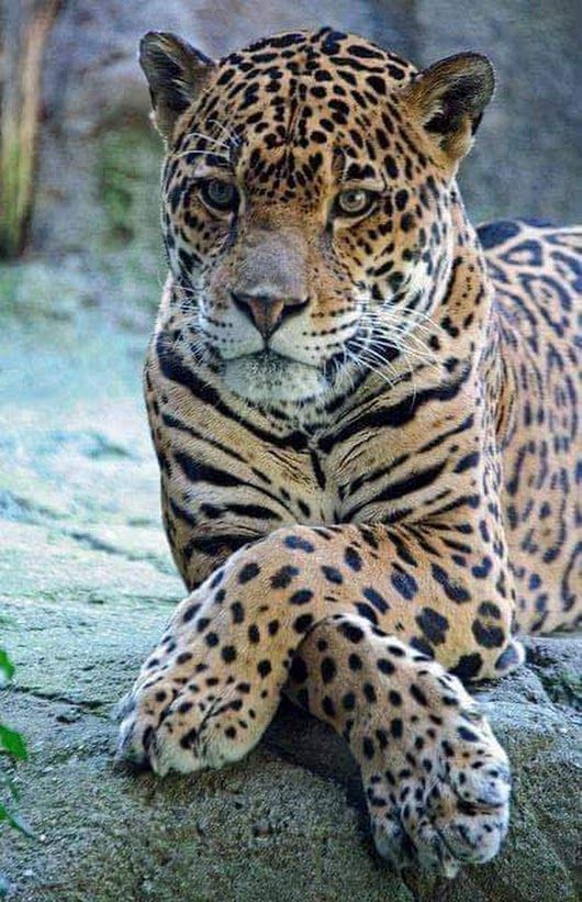 Swear, man. - The photo, Talk, Jaguar, Animals, Cat family, Big cats