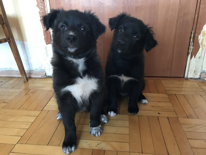 Puppies in good hands - My, Puppies, Chelyabinsk, In good hands, Longpost, Dog, No rating