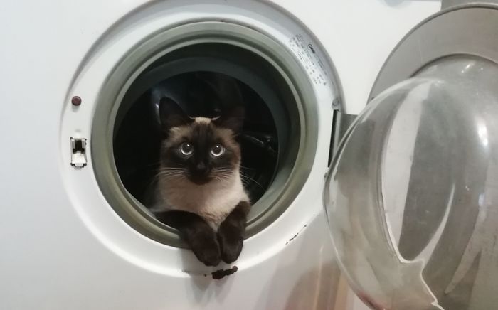 There will be no laundry today. - My, cat, Sight, Washing machine, Catomafia