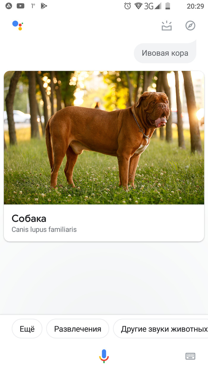     Google Assistant, ,  