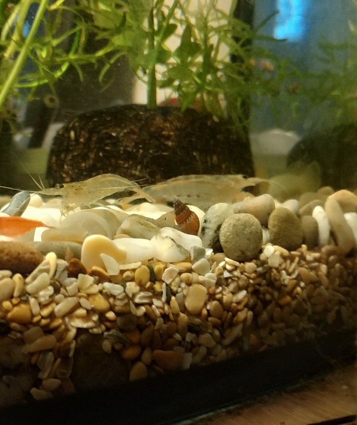 Помогите определить креветосов