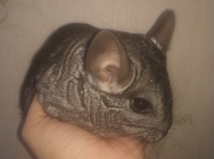 Chinchillas get sick too. - My, Saint Petersburg, Chinchilla, Disease, Animals, Longpost