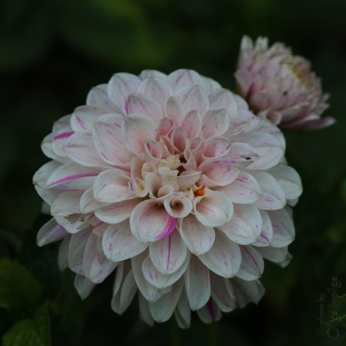 Dahlia - My, Dahlias, The photo, Flowers, Botanical Garden