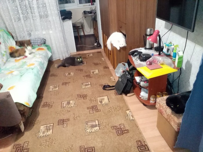 Сколько здесь кошек?