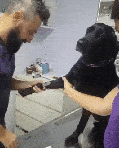 Too smart to interfere. - Dog, Vet, Graft, GIF, Vaccination