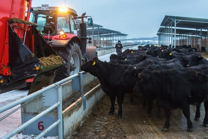 Russian manufacturer opened a meat farm and production base in the Kaluga region - Cattle, Livestock breeding, , Kaluga region, Russia, Production, Russian production