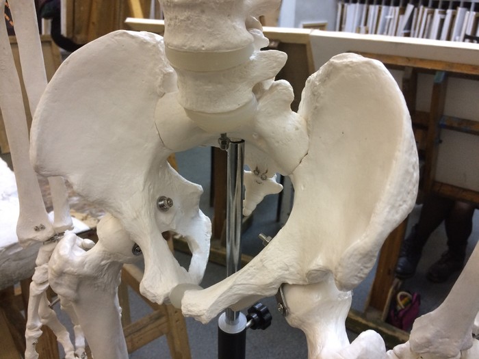 Echidno dorsal spine - Spine, My, Anatomy