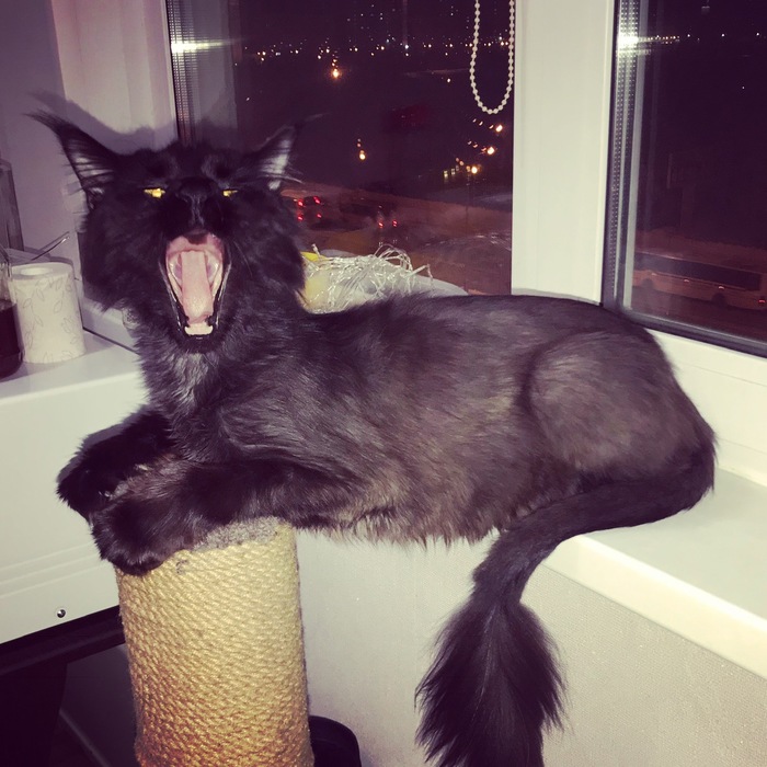 Zraaaaaaaaaaaaaaaaaaaaaaaaaaaaaaaaaaaaaaaaaaaaaaaaaaaaaaaaaaaaaaaaaaaaaaaaaaaaaaaaaaaaaaaaaaaaaaaaaaaaaaaaaaaaaaaaaaaaaaaaaaaaaaaaaaaaaaaaaaaaaaaaat!!! - My, Maine Coon, cat