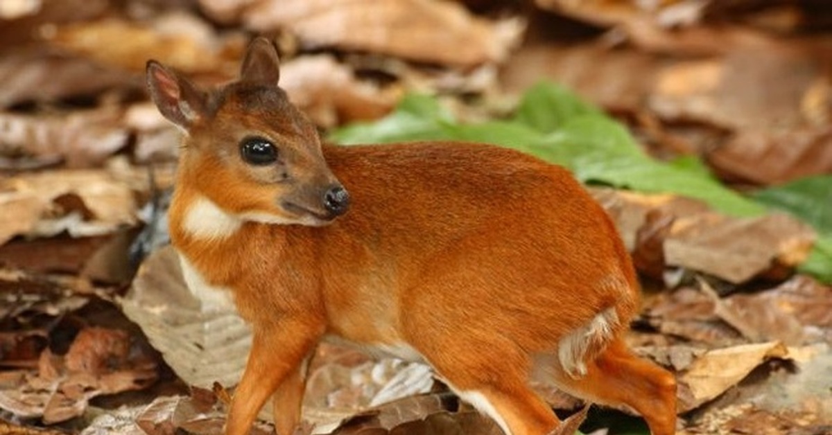 Оленек. Карликовая антилопа (Neotragus pygmaeus). Neotragus Batesi. Королевская антилопа. Оленек антилопа.