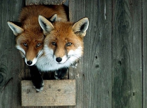 Bad ecology... - Mutant, Fox