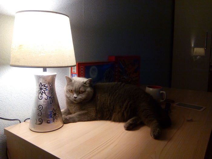 And again catolamp. Loved the place under the new lamp. - My, British, Cat with lamp, cat, The photo