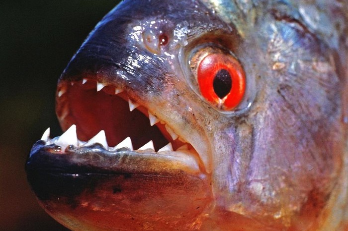 Would you dare to swim with piranhas? - Piranha, , wildlife, GIF, Longpost