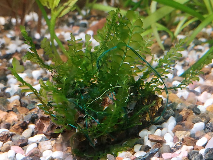 Tell me please!!! - Aquarium plants, 