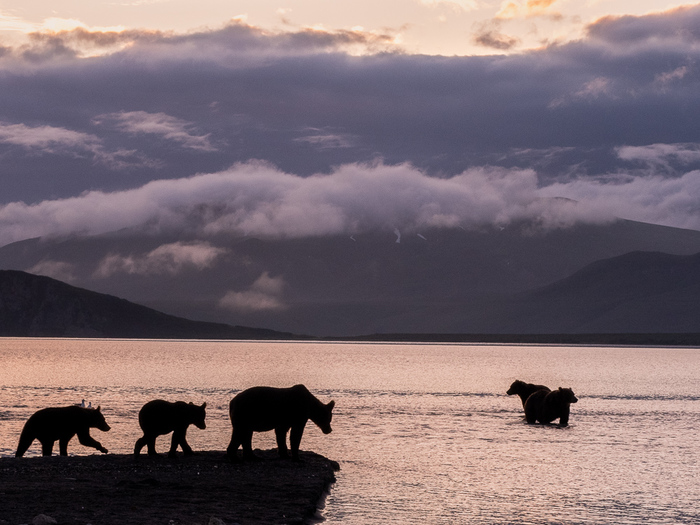 predawn bears - The photo, The Bears, Animals, dawn, Water, Lake, The national geographic