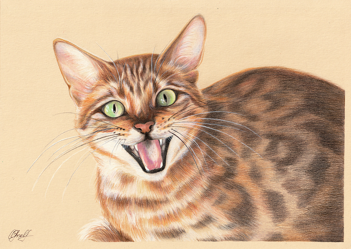 Surprised red cat (colored pencils) - My, cat, Drawing, Painting, Drawing process, Animalistics, Video, Colour pencils, Animals, Photorealism