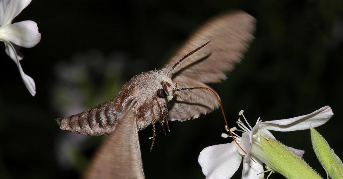 Цветок похож на крылья бабочки. Сосновый Бражник бабочка. Бражник Сосновый Sphinx pinastri. Бабочка Бражник Колибри. Ночная бабочка Бражник.