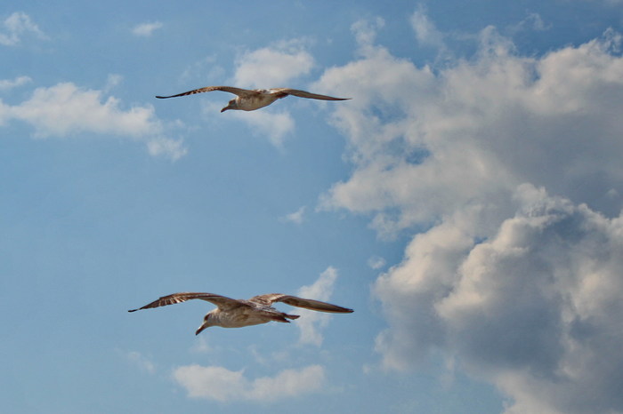 Flying as a couple? - My, Aviation, Seagulls, Flight, Aerobatic team
