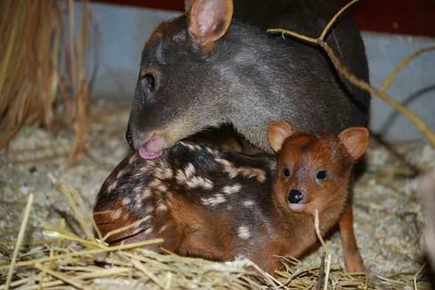 Pudu: World's tiniest deer - My, Pudu, Deer, Animals, Wild animals, Animal book, Zoology, Nature, Humor, Longpost, Deer