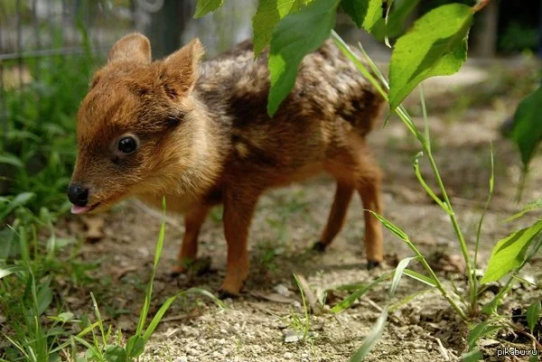 Pudu: World's tiniest deer - My, Pudu, Deer, Animals, Wild animals, Animal book, Zoology, Nature, Humor, Longpost, Deer