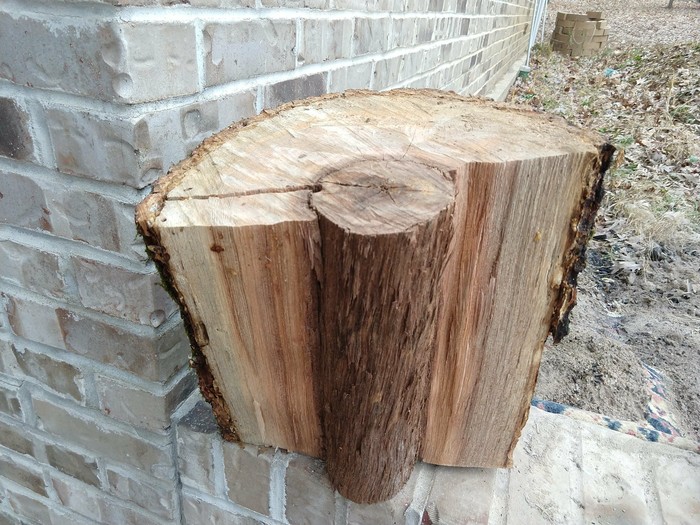The cedar that grew inside the oak - Reddit, Amazing