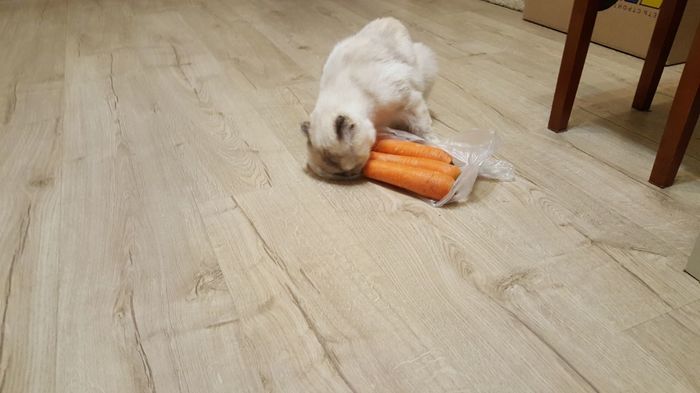 The cat is crazy about carrots... - Carrot, My, Oddities, Catomafia, cat, Longpost, Video