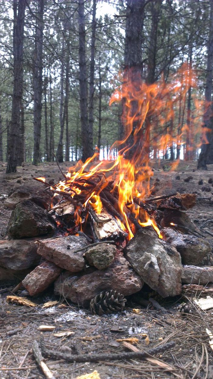 Campfire... - My, The photo, Nature, Birds