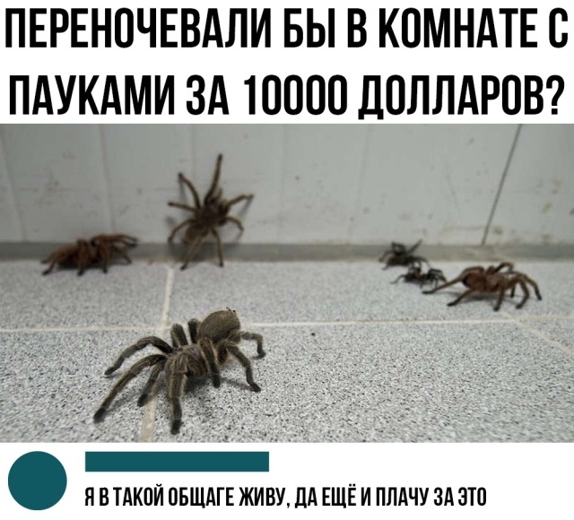 Yeah right now! - Spider, Dormitory, Humor