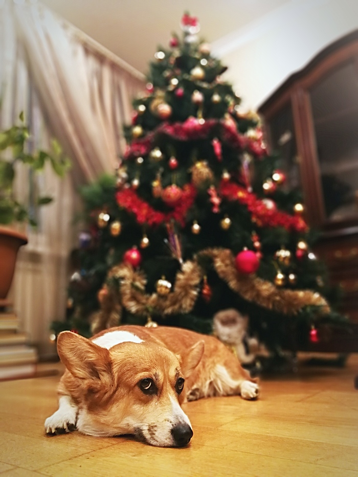 What about food soon? - My, Dog, Corgi, Welsh corgi pembroke, New Year, Christmas trees