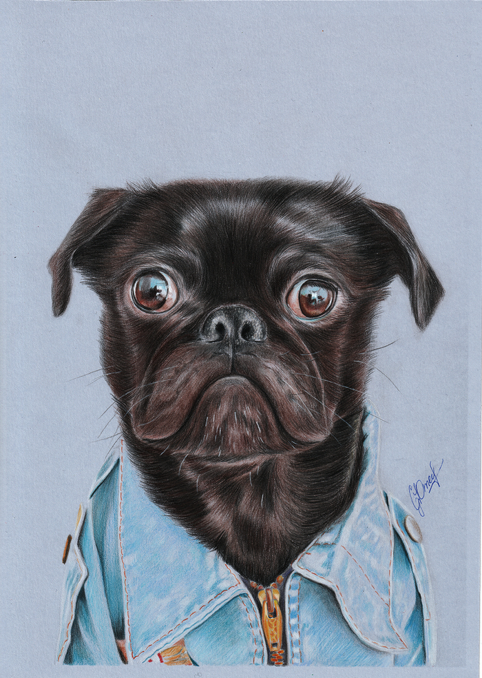 I draw a funny black pug :) - My, Pug, Dog, Painting, Colour pencils, Pencil drawing, Creation, Animalistics, Video