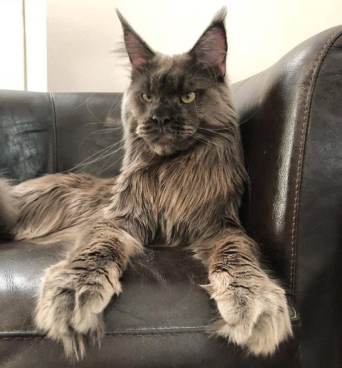 Submit to me! - cat, Catomafia, Maine Coon, Lord