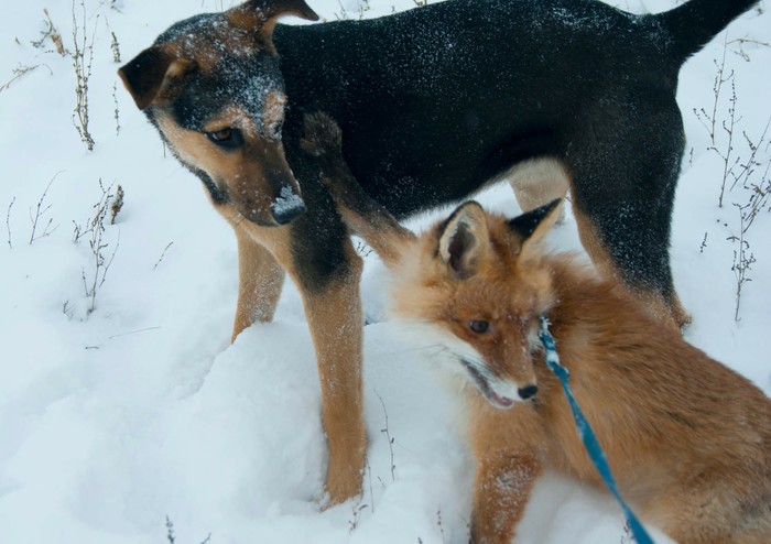 Лисьих историй пост. Лиса, Животные, Длиннопост