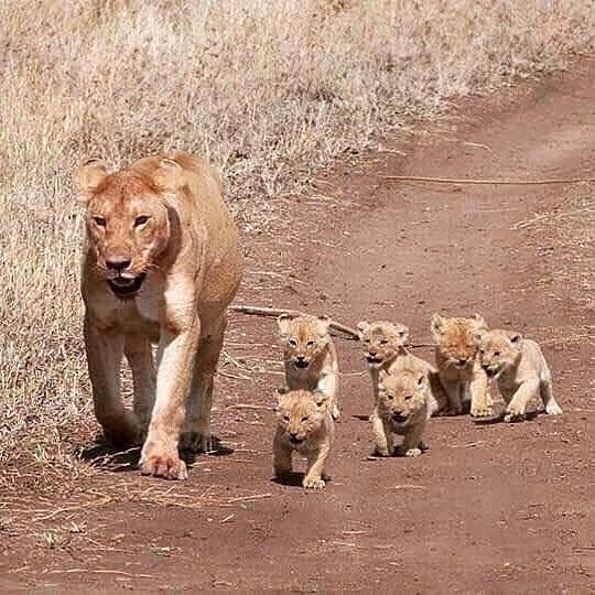 Walk - a lion, Young, The photo, Milota