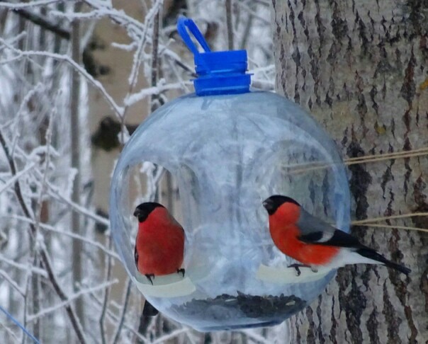 Handsome men - Birds, Bullfinches, Winter, Longpost