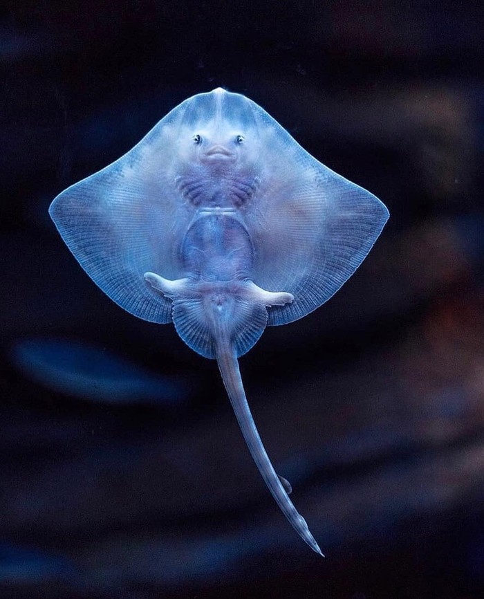 stingray - The photo, Stingray, Ocean