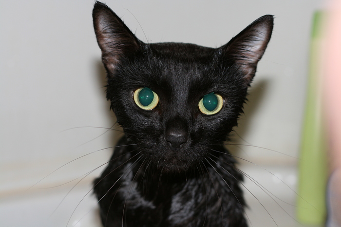 Обыкновенный котизм Черный кот, Кот