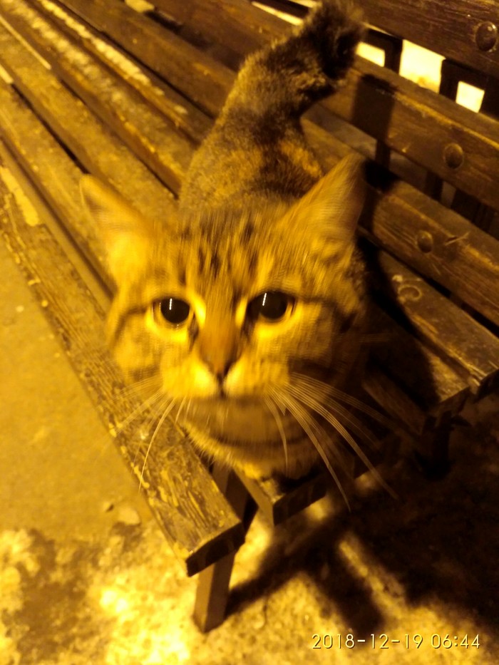 Кошка ищет себе дом. Без рейтинга, Челябинск, Бездомные животные, Кот, В добрые руки