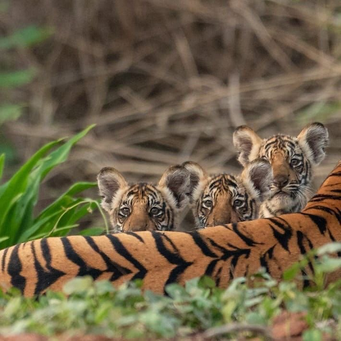 Любопытство Тигрята, Тигр, Животные, Интересное, Любопытство, Фотография