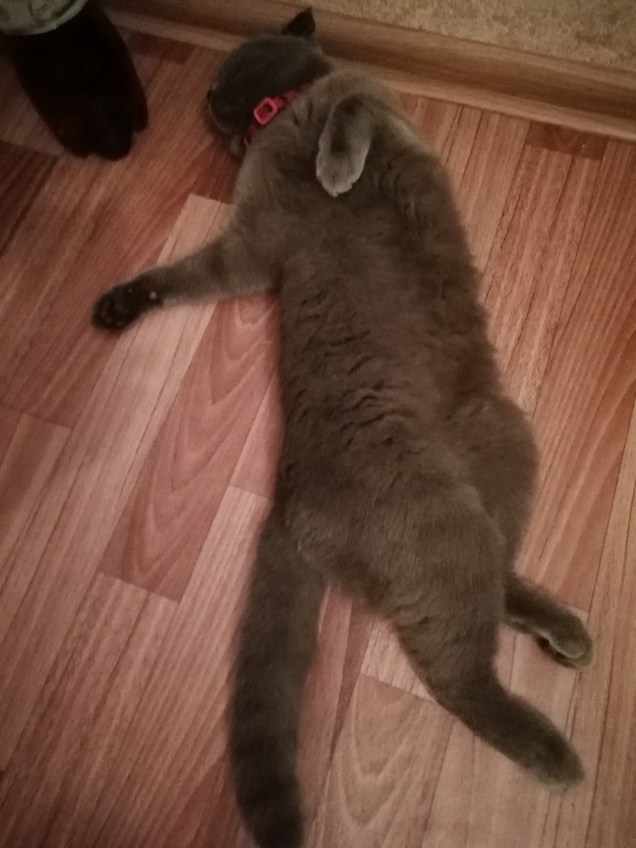 My Fenya, sleeps only like this) - My, Milota, Longpost, cat, Dream