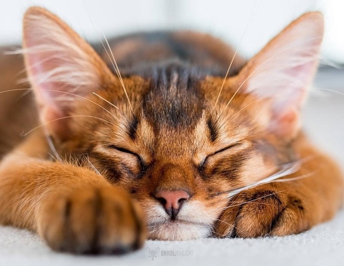 Somali cat - Catomafia, cat, Somali cat, Longpost