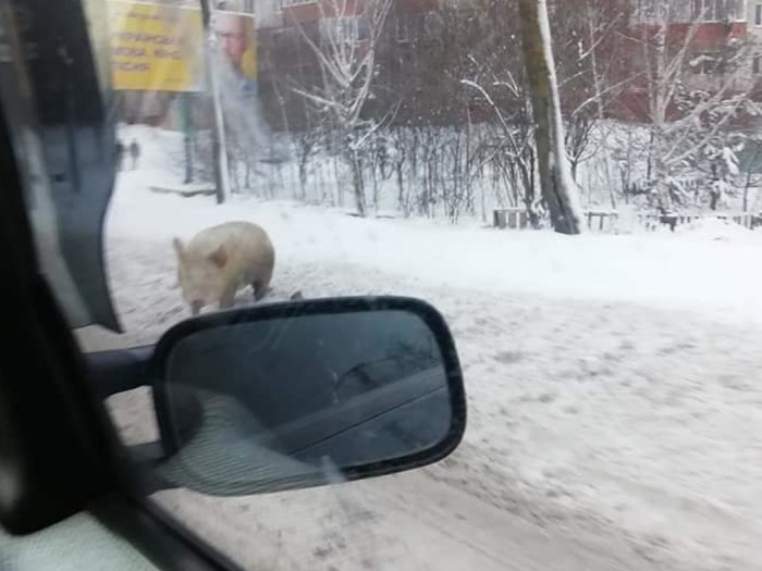 В Ровно по улицам бегал символ наступающего Нового года Свинья, Ровно, Год свиньи, Украина, Домашние животные