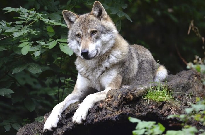 Не так страшен волк… 6 мифов о волках Волк, Животные, Длиннопост