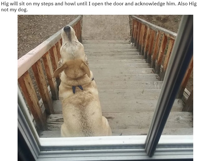 Хиг будет сидеть под моей дверью и выть пока я не впущу его... Reddit, Домашние животные, Собака