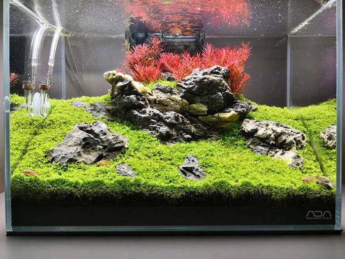 Нано травник