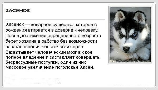 Khasyatniks will understand - Husky, Siberian Husky, My