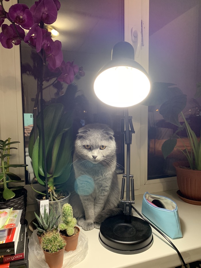 Кошка с лампой Кот с лампой, Котомафия, Кот, Лампа, Длиннопост