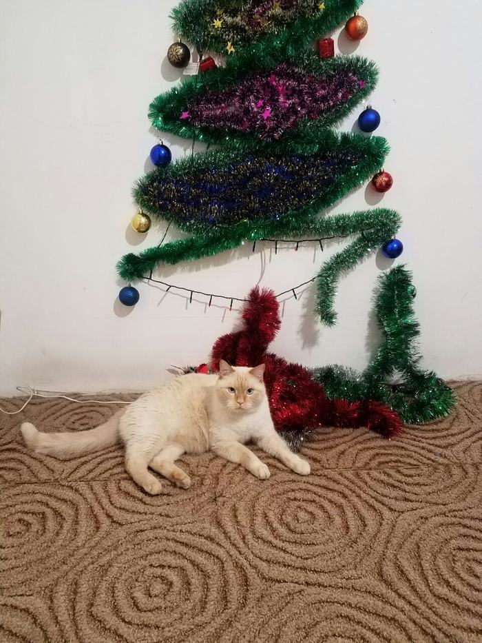 Кот и новый год Кот, Новогодняя елка, Новый Год, Ёлки