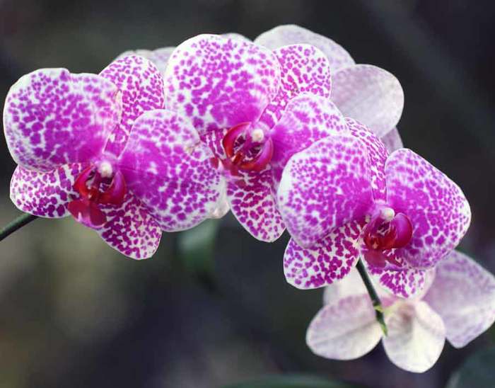 На каком окне лучше выращивать орхидеи фаленопсис