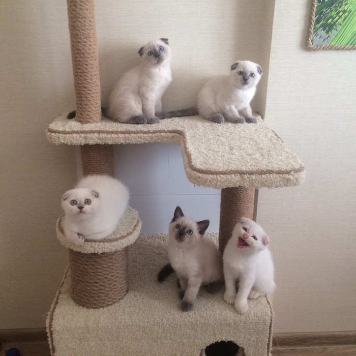 Attention! Now the bird is flying... - My, cat, Scottish lop-eared, cat house, Kittens