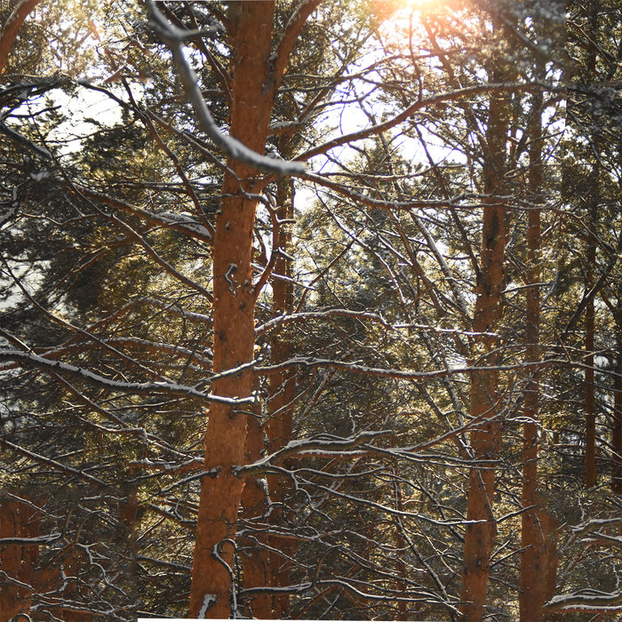 Снег на соснах в лесу Лес, Фотография, Снег